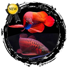 Arowana Fish Contest-icoon