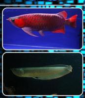 Concours de poissons d'Arowana Affiche