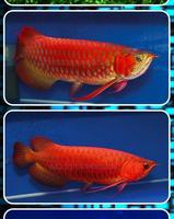 2 Schermata Arowana Contest Pesce