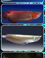 Arowana Fish Contest captura de pantalla 3