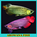 Arowana Fish Gallery APK