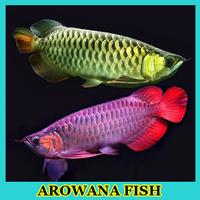 Arowana Fish Gallery capture d'écran 2