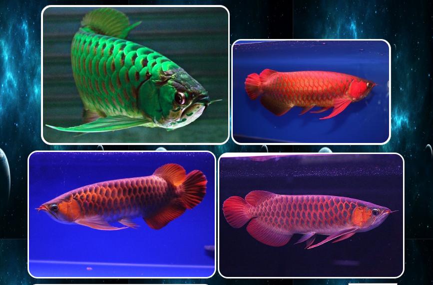 680 Desain Aquarium Untuk Arwana HD Terbaru