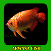 Arwana Fish Gallery