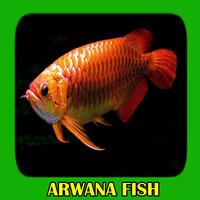 Arwana Fish Gallery Affiche