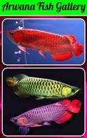 Arwana Fish Gallery screenshot 1