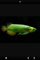 Arwana Fish Gallery screenshot 2