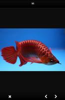 Arwana Fish Gallery screenshot 3