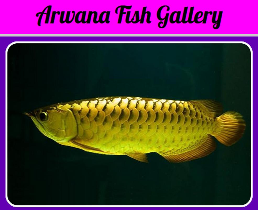 Galeri Ikan Arwana For Android APK Download