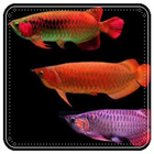 Fish Game-Asian Arowana Fish Matches Game icône