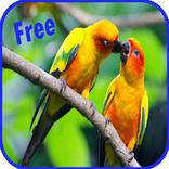 Asian Birds Sounds Relaxing