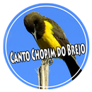 Canto Chopim do Brejo Offline APK