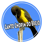 Canto Chopim do Brejo Offline icône