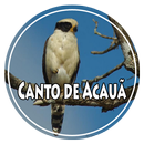 Canto+de+Acauã APK