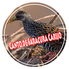 Canto de Saracura Carijó Offline আইকন