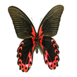 أنواع الحشرات