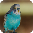 ”Budgie Wallpapers
