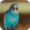 APK Budgie Wallpapers