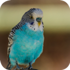 Budgie Wallpapers biểu tượng