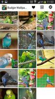 Budgie Wallpapers پوسٹر
