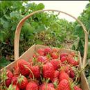 Strawberry Fruit Cultivation aplikacja