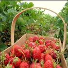Strawberry Fruit Cultivation icône