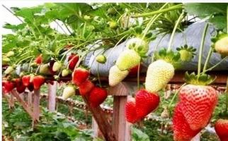 Strawberry Fruit Cultivation capture d'écran 3