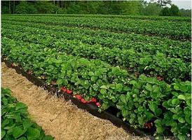 Strawberry Fruit Cultivation Affiche