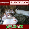 Budidaya Kelinci - Sukses dan Berhasil