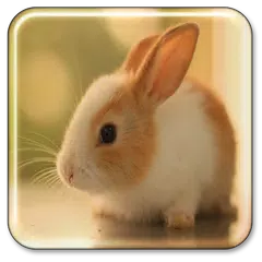 Bunny Live Wallpaper APK download