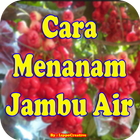 Cara Menanam Jambu Air Agar Cepat Berbuah アイコン