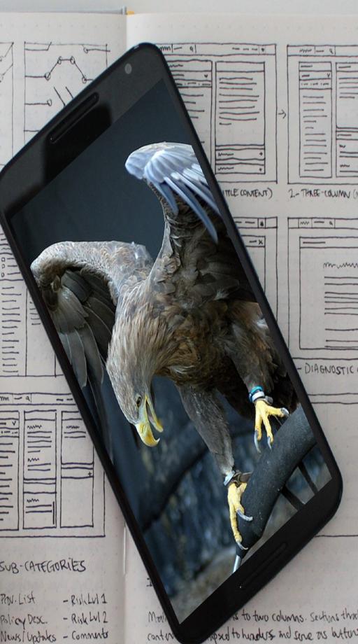 440+ Download Gambar Burung Elang Hitam HD Terbaru