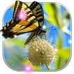 Butterfly Live Wallpaper Magic Touch