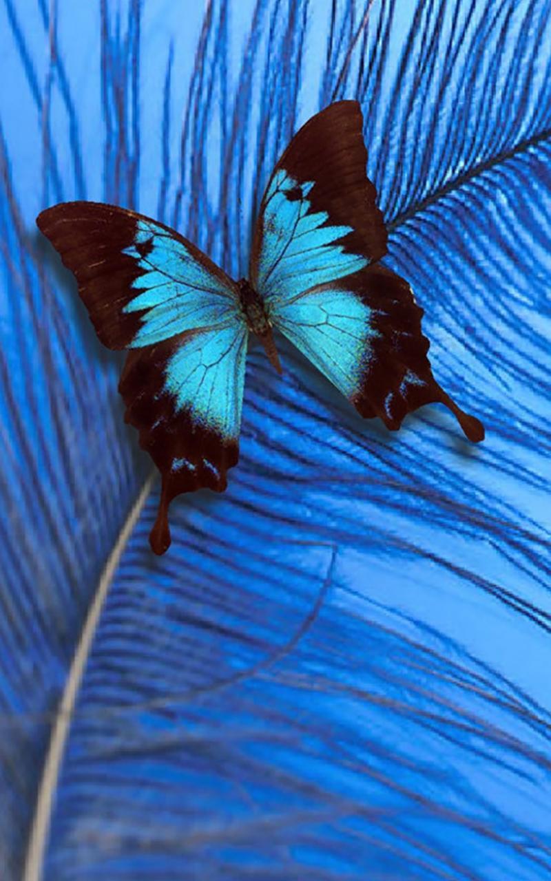 App Schmetterling App Schmetterling