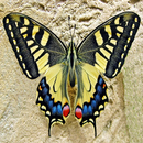 APK Butterfly Puzzle
