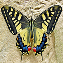 Puzzle de mariposa APK