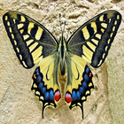 Butterfly Puzzle-icoon