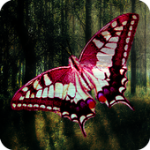 butterfly wallpaper free icon
