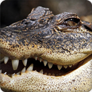 Alligator Sounds Ringtone APK