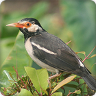 Asian Pied Starling Bird Call Sounds Ringtone आइकन