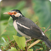 Asian Pied Starling Bird Call Sounds Ringtone