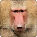 Baboon Sounds Ringtone APK