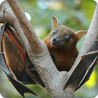 Bats Sounds-icoon