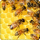 Bee Sounds Ringtone APK