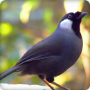 Black Throated Laughingthrush Bird Call Sounds APK