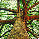 Branches and Leaves Sounds Ringtone aplikacja