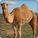 Camel Sounds Ringtone APK