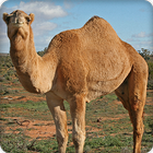Camel Sounds Zeichen