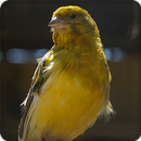 Canary Bird Call Sounds Ringtone APK