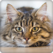 Cat Sounds Ringtones